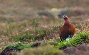 grouse